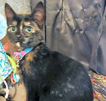 Photo of Tiana