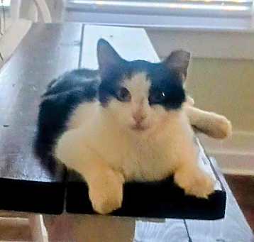 Photo of Millie