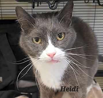 Photo of Heidi