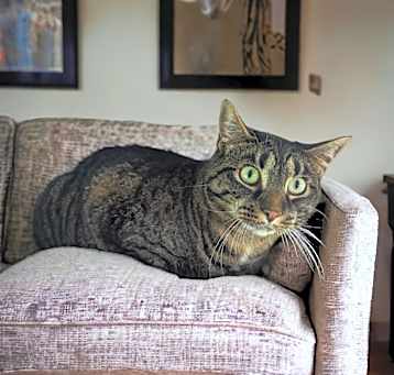 Photo of Izzy