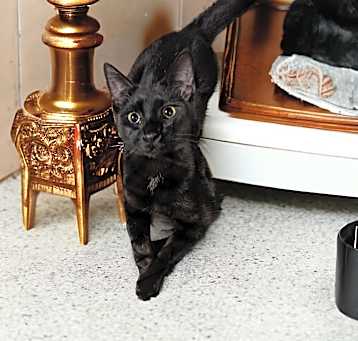 Photo of Roe