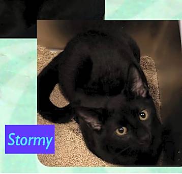 Photo of Dash Knight StormyZiggy