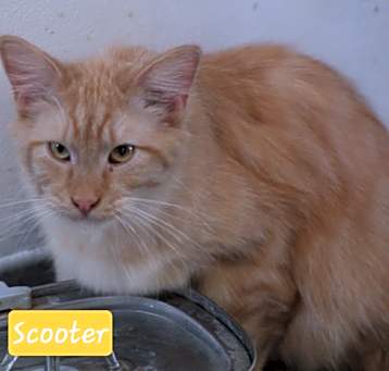 Photo of Scooter
