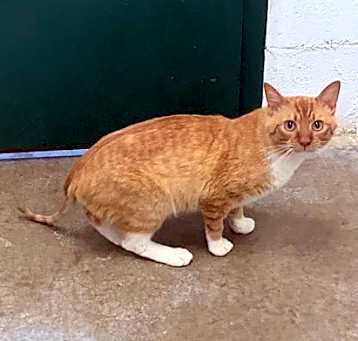 Photo of Tango