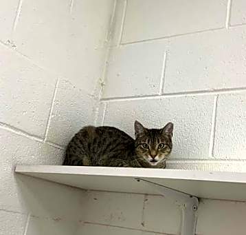 Photo of Scooter