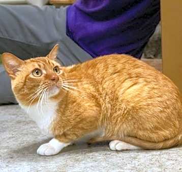 Photo of Rusty