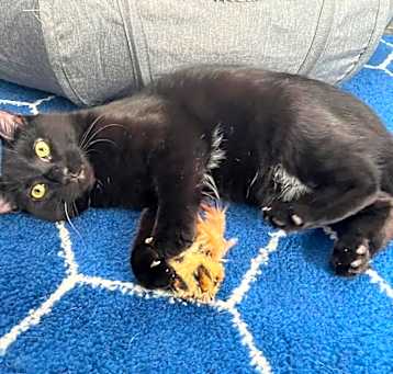 Photo of Zephyr
