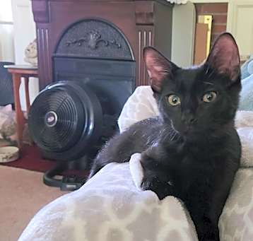 Photo of Blackie