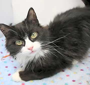 Photo of Suni