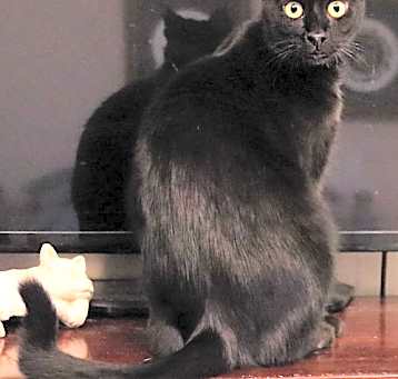 Photo of Nova Q