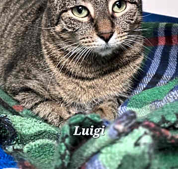 Photo of Luigi