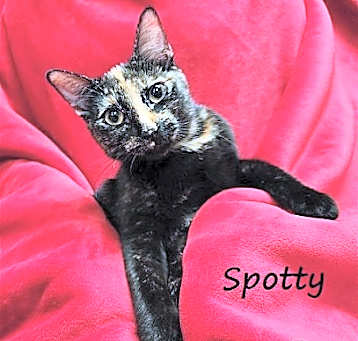 Photo of Spotty #sister-of-Juniper