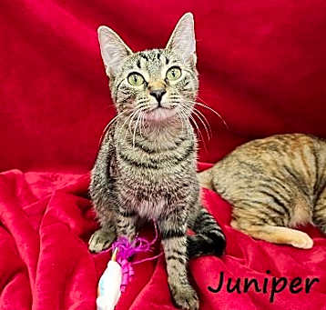 Photo of Juniper #sister-of-Spotty
