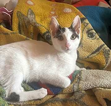 Photo of Domino