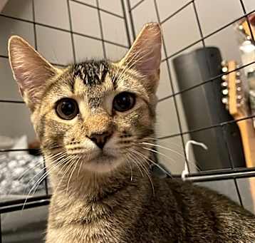 Photo of Piper