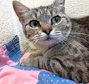 Photo of Tawny