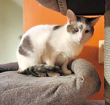 Photo of Curly