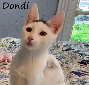 Photo of Dondi #graffiti-boy