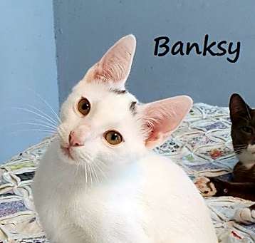Photo of Banksy #graffiti-boy
