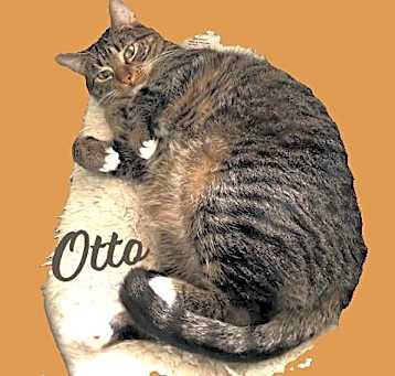 Photo of Otto #mitted-tabby