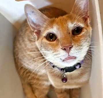 Photo of Diamond