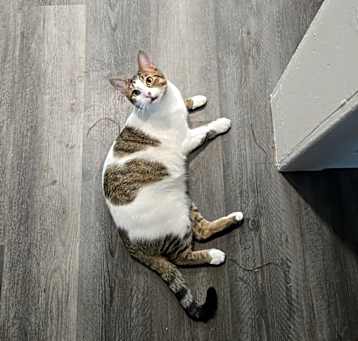 Photo of Felix