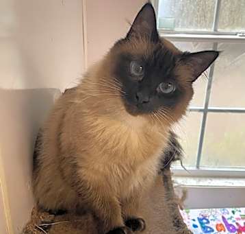 Photo of Baby Sheba (Queen of Sheba)(Ba