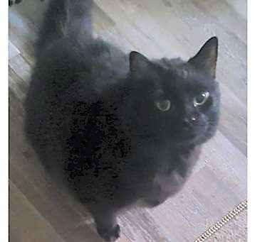 Photo of Shadow