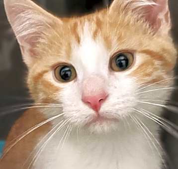 Photo of Giblet