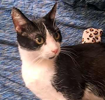 Photo of Oreo
