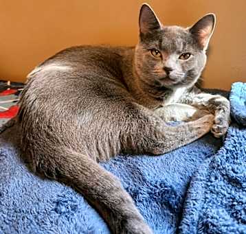 Photo of MERLIN