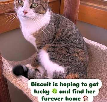 Photo of Biscuit