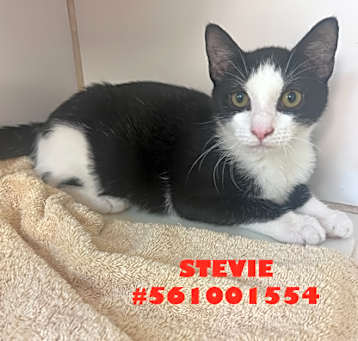 Photo of Stevie - stray