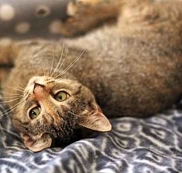Photo of Hazelnut