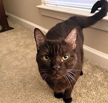 Photo of Henry