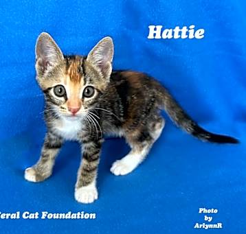 Photo of Hattie