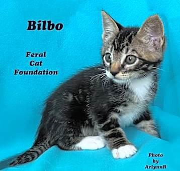 Photo of Bilbo Baggins