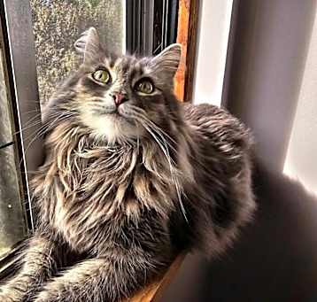 Photo of Juno