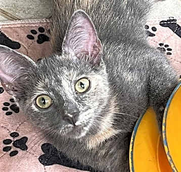 Photo of Millie