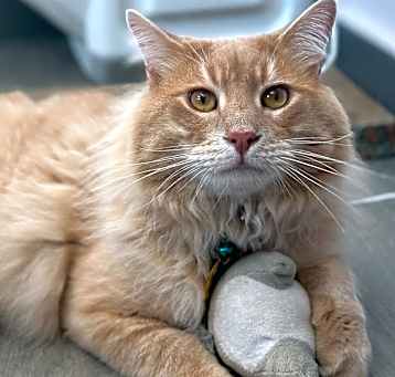 Photo of Tremont