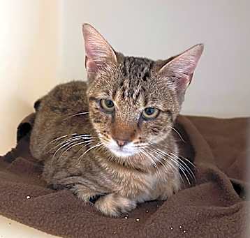 Photo of Caspian