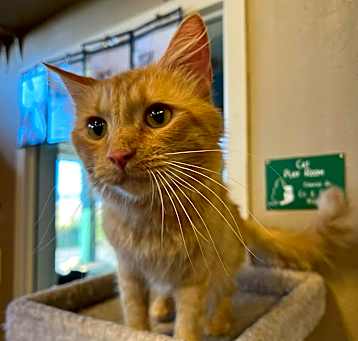 Photo of Apricot
