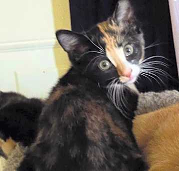 Photo of Annie