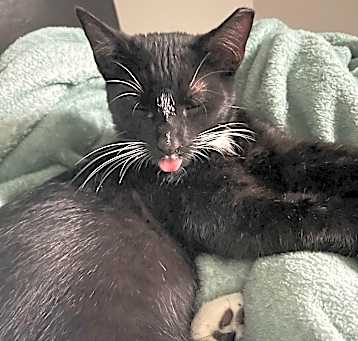 Photo of Mittens