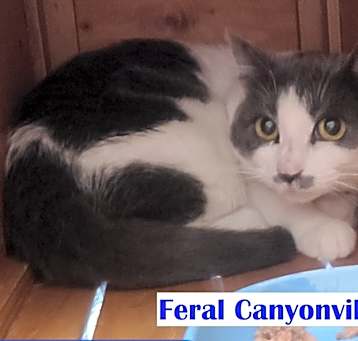 Photo of Feral - Canyonville 2