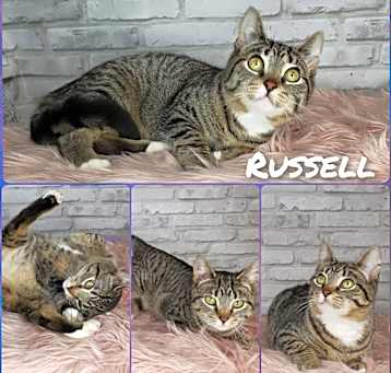 Photo of Russell