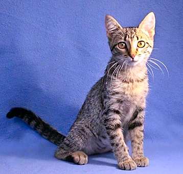 Photo of Mustang Sally