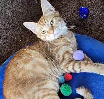 Photo of SAMPSON