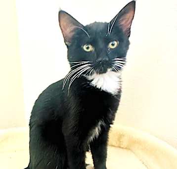 Photo of Mittens