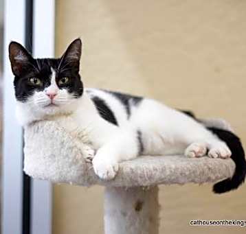Photo of Petunia